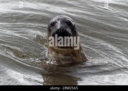 Foca grigia (Halichoerus grypus) adulti con la testa fuori dall'acqua. Foto Stock