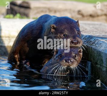 Lontra eurasiatica (Lutra lutra) gioco immaturo in piscina per arricchimento Foto Stock