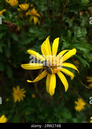 L'ape su un fiore chiamato Euryops chrysanthemoides, nota anche come margherita africana, è un arbusto della famiglia delle Asteraceae, originario del Sudafrica. Foto Stock