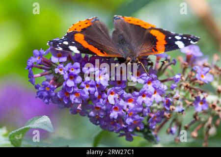 Poole, Dorset, Regno Unito. 16 settembre 2023. Meteo nel Regno Unito: Red Admiral Butterfly, Vanessa atalanta, sfrutta al massimo il sole pomeridiano dando da mangiare a Buddleia davidii, Buddleja davidii, opportunamente chiamato Butterfly Bush, in un giardino a Poole, Dorset. Crediti: Carolyn Jenkins/Alamy Live News Foto Stock