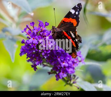 Poole, Dorset, Regno Unito. 16 settembre 2023. Meteo nel Regno Unito: Red Admiral Butterfly, Vanessa atalanta, sfrutta al massimo il sole pomeridiano dando da mangiare a Buddleia davidii, Buddleja davidii, opportunamente chiamato Butterfly Bush, in un giardino a Poole, Dorset. Crediti: Carolyn Jenkins/Alamy Live News Foto Stock