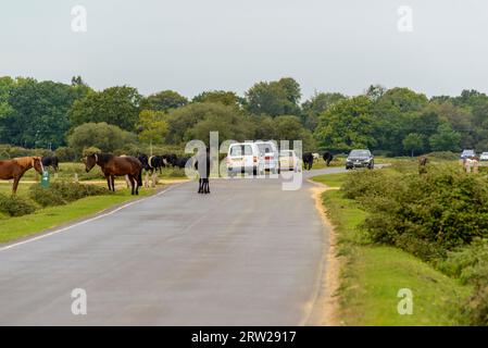 Gli animali si mescolano con il traffico su una New Forest Road, Hampshire, Regno Unito Foto Stock