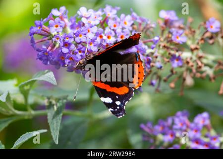 Poole, Dorset, Regno Unito. 16 settembre 2023. Meteo nel Regno Unito: Red Admiral Butterfly, Vanessa atalanta, sfrutta al massimo il sole pomeridiano dando da mangiare a Buddleia davidii, Buddleja davidii, opportunamente chiamato Butterfly Bush, in un giardino a Poole, Dorset. Crediti: Carolyn Jenkins/Alamy Live News Foto Stock