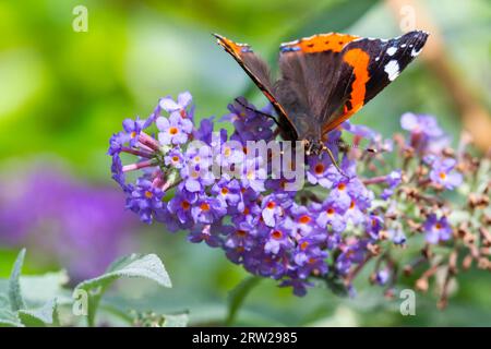 Poole, Dorset, Regno Unito. 16 settembre 2023. Meteo nel Regno Unito: Red Admiral Butterfly, Vanessa atalanta, sfrutta al massimo il sole pomeridiano dando da mangiare a Buddleia davidii, Buddleja davidii, opportunamente chiamato Butterfly Bush, in un giardino a Poole, Dorset. Crediti: Carolyn Jenkins/Alamy Live News Foto Stock