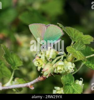 Farfalla verde smeraldo su fiori di ribes nero. Fotografia macro. Foto Stock