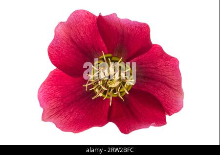 fiore rosso elleboro isolato su sfondo bianco Foto Stock