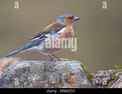 Fringuello comune Foto Stock