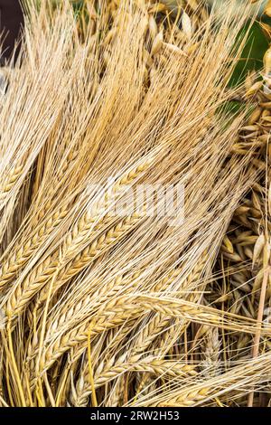 Primo piano delle colture di grano cerealicolo che mostrano semi, punte e grani d'orzo. Foto Stock
