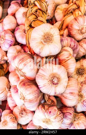 Vista ravvicinata dall'alto delle lampadine all'aglio rosa, Allium sativum, che riempiono l'intera area dell'immagine. Foto Stock