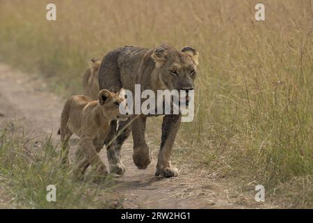 La leonessa cattura i cuccioli e li guida alla caccia di bufali per mangiare, Maasai Mara, Kenya, Africa Foto Stock