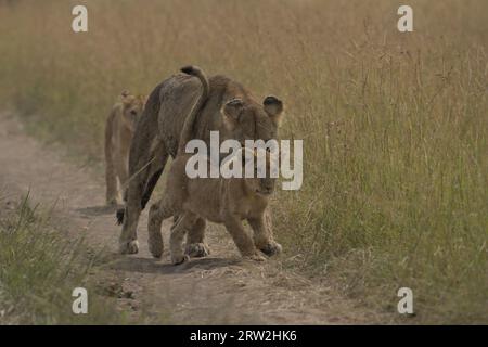 La leonessa cattura i cuccioli e li guida alla caccia di bufali per mangiare, Maasai Mara, Kenya, Africa Foto Stock