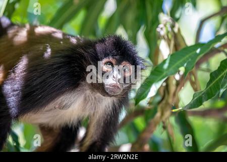 El Salvador, Puerto Barillas, Geoffroy's Spider Monkey (Ateles geoffroyi), Mono Araña Foto Stock