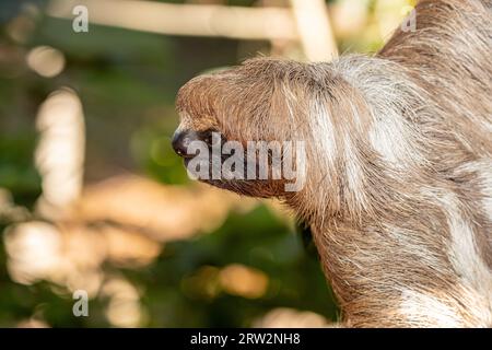 Hoffmann's two-Toed Sloth (Choloepus hoffmanni) - Bradypus didactylus, Roatán, Honduras Foto Stock