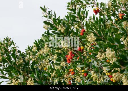 Arbutus unedo noto anche come corbezzolo o corbezzolo in Italia Foto Stock