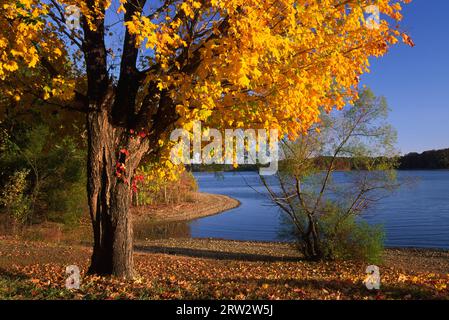 Il lago di Barkley, Demumbers Bay Accesso al lago, terra tra i laghi National Recreation Area, Kentucky Foto Stock