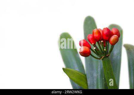 Una fotografia ravvicinata che mostra i vibranti semi rossi di Clivia miniata, catturati al Giardino Botanico Sikkim, isolati su uno sfondo bianco. AM Foto Stock