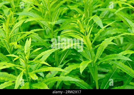 Rosebay Willowhere o Fireweed (epilobium angustifolium o chamerion angustifolium), primo piano di mostrare le foglie delle giovani piante in primavera. Foto Stock