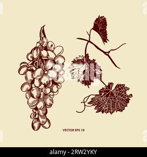 Una manciata di uva, foglie d'uva. Illustrazione vettoriale in stile grafico. Elemento di design per menu, liste di vini, etichette, striscioni, volantini. Illustrazione Vettoriale
