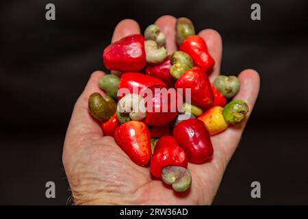 Il cerrado cajuzinho (Anacardium humile), noto anche come cajuzinho-do-campo o cajuí, . Frutta selvatica brasiliana Foto Stock