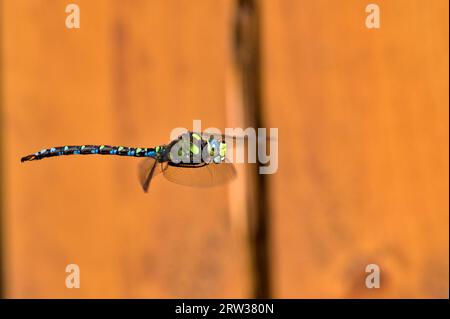 Dragonfly aeshna mixta, alias libellula del falco migrante, in volo sopra lo stagno. Sfondo sfocato arancione. Tarda estate. Natura della repubblica Ceca. Foto Stock