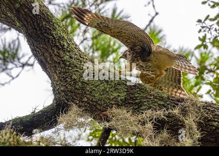 Falco dalle spalle rosse (Buteo lineatus) sull'arto di un albero di quercia drappeggiato di muschio spagnolo a Jacksonville, Florida. (USA) Foto Stock