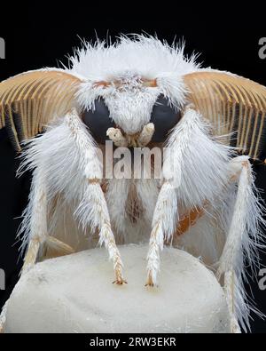 Ritratto di una falena bianca con grandi antenne, su una matita bianca con punta di gomma (coda gialla o coda dorata o falena cigno, Sphrageidus similis Foto Stock