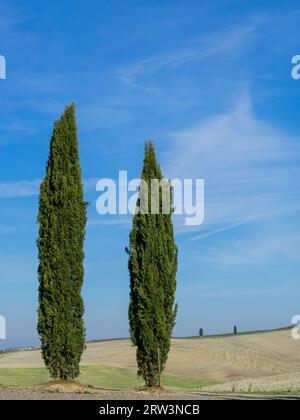 Cipressi nel paesaggio toscano Foto Stock