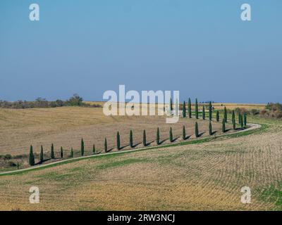 Cipressi fiancheggiati lungo una strada sterrata nel paesaggio toscano Foto Stock