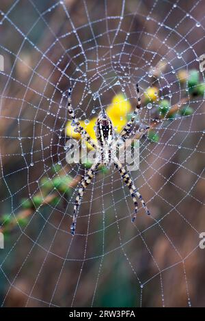 Ragno da giardino a fascia su rete coperta a goccia di rugiada. Foto Stock