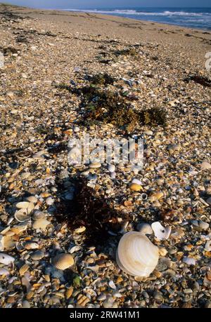 Apollo Beach, Canaveral National Seashore, Florida Foto Stock