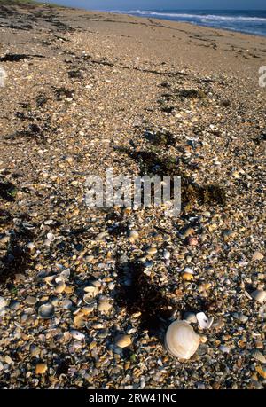 Apollo Beach, Canaveral National Seashore, Florida Foto Stock