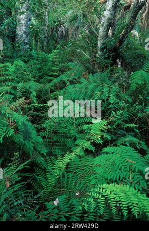 Ferns Lungo La Passerella Di Big Cypress Bend, Fakahatchee Strand State Preserve, Florida Foto Stock