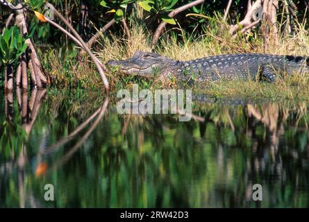 Alligator, JN Ding Darling National Wildlife Refuge, Florida Foto Stock
