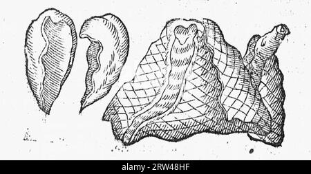 De naturae diuinis character ismis seu Raris et admirandis spectaculis, causis, indiciis, proprietatibus rerum in partibus singulis universi, libri II Foto Stock