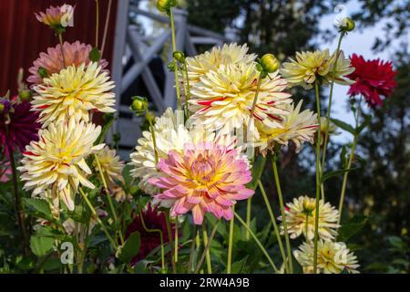 "Créme Silence" Dahlia formale decorativa, Dekorativdahlia (Dahlia x Hortensis) Foto Stock