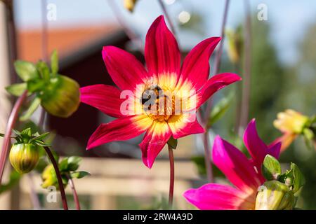 'Occhi luminosi' Dahlia a fiore singolo, Enkelblommig dahlia (Dahlia x Hortensis) Foto Stock