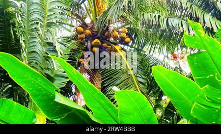 Palma da cocco ad angolo basso con noci di cocco, incorniciata da foglie di banana Foto Stock