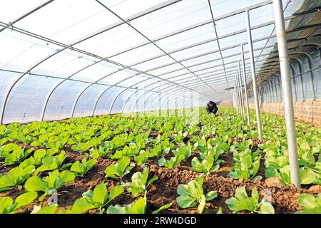 CONTEA DI LUANNAN, Cina - 10 dicembre 2020: Giardinieri in una serra nella CONTEA DI LUANNAN, provincia di Hebei, Cina Foto Stock