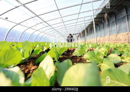 CONTEA DI LUANNAN, Cina - 10 dicembre 2020: Giardinieri in una serra nella CONTEA DI LUANNAN, provincia di Hebei, Cina Foto Stock