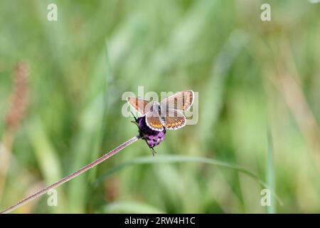 Primo piano (Polyommatus icarus), femmina, farfalla, blu, ala, prato, fiore, natura, Germania, la femmina del blu comune siede con le ali aperte Foto Stock