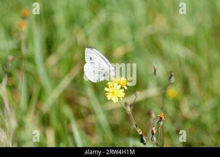 Primo piano, piccolo bianco (Pieris rapae), farfalla, bianco, fiore, giallo, antenne, nettare, estate, natura, la farfalla bianca del cavolo si trova nel Foto Stock