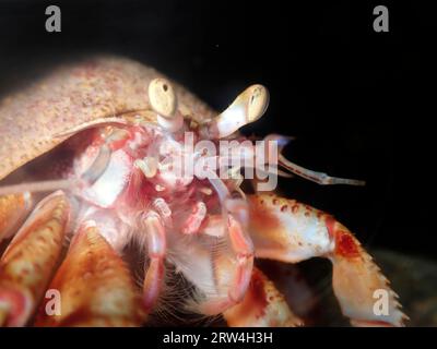 Il granchio eremita comune (pagurus bernhardus), ritratto, macro, Mare di Wadden, Parco Nazionale, sito patrimonio dell'umanità dell'UNESCO, Suederdeich, Vollerwiek Foto Stock