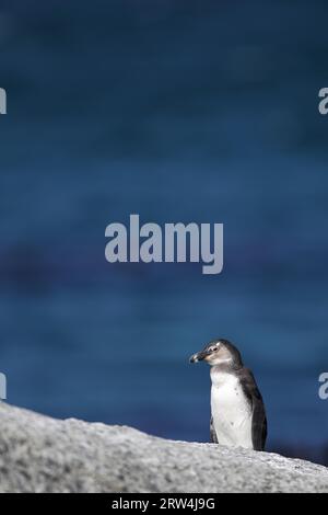 Pinguino africano (Spheniscus demersus) seduto su una roccia a Boulders Beach, vicino a Simons Town sulla penisola del Capo, in Sudafrica. Questo è il sito di Foto Stock