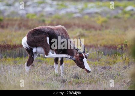 Bontebok (Damaliscus pygargus) nel Table Mountain National Park nella penisola del Capo in Sudafrica. Bontebok nel Table Mountain National Park sul Foto Stock