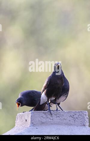 Due starlings a specchio (Spreo bicolor) seduti su un palo della recinzione in Sud Africa Foto Stock