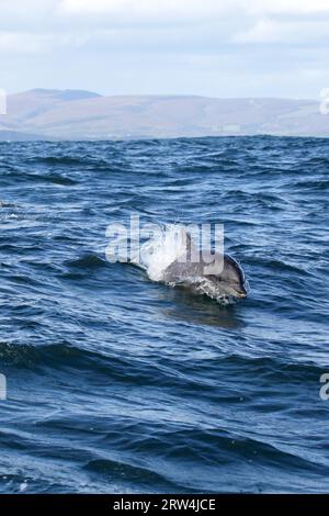 Delfini tursiopi indo-pacifici (Tursiops aduncus) che nuotano nel mare vicino a Dyer Island al largo di Gansbaai, Sudafrica. Delfino a tursiopo indo-Pacifico Foto Stock