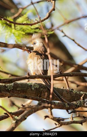 Un boccaglio maculato (Colius striatus) seduto su un albero in Sud Africa Foto Stock