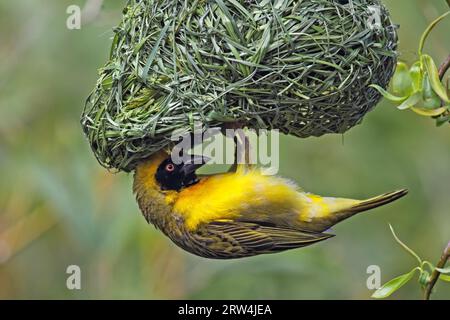 tessitore del villaggio maschile (Ploceus cucullatus) costruisce un nido Foto Stock