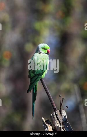 Un pappagallo con anelli di rosa (Psittacula krameri) seduto su una barra di ferro Foto Stock