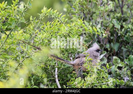 Un boccale maculato (Colius striatus) seduto in un cespuglio nella riserva di caccia di Amakhala, Capo Orientale, Sud Africa. Avvistato Mousebird seduto in un cespuglio Foto Stock